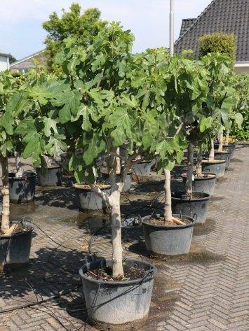 planter un figuier en pot
