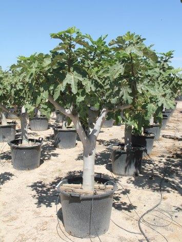 planter un figuier en pot