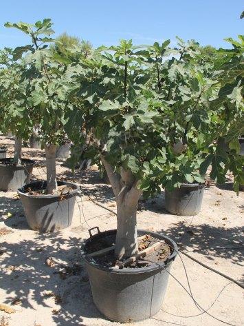 planter un figuier en pot